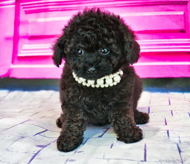 あー 様のお迎えした子犬