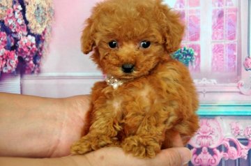トイプードル(ティーカップ)【愛知県・女の子・2014年5月12日・レッド】の写真「超極小ティーカップサイズ予想」