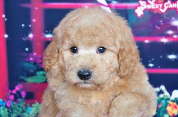 トイプードル(タイニー)【愛知県・男の子・2013年11月3日・クリーム】の写真「毛質、毛量がしっかりしてます」
