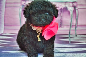 トイプードル(ティーカップ)【愛知県・女の子・2021年7月28日・ブラック】の写真「ティーカップ予想★超良血統」