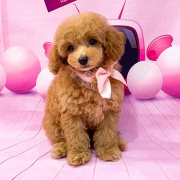 トイプードル(ティーカップ)【愛知県・女の子・2019年6月18日・レッド】の写真「ティーカップ予想!」