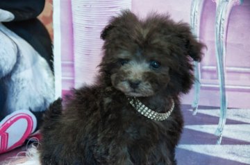 トイプードル(ティーカップ)【愛知県・男の子・2021年11月11日・シルバー】の写真「ティーカ予想★両親スマッシュ出身の超カワイイ」