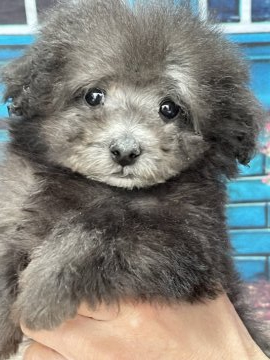 トイプードル(ティーカップ)【愛知県・男の子・2021年11月11日・シルバー】の写真「ティーカップ予想★両親はスマッシュ犬舎出身」