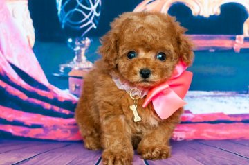 トイプードル(ティーカップ)【愛知県・女の子・2017年5月15日・レッド】の写真「マイクロ～ティーカップ予想」