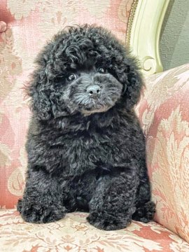 トイプードル(ティーカップ)【愛知県・男の子・2021年9月14日・ブラック】の写真「超良血統!パパはアメリカグランドチャンピオン」