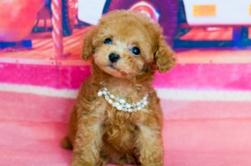 トイプードル(ティーカップ)【愛知県・男の子・2018年4月25日・レッド】の写真「マイクロ予想！お目目バッチリ！」