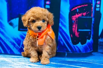 トイプードル(ティーカップ)【愛知県・男の子・2019年8月26日・レッド】の写真「ティーカップから小ぶりタイニー予想」