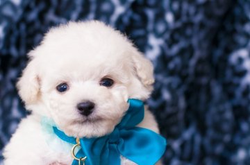 トイプードル(ティーカップ)【愛知県・男の子・2018年1月29日・アイス・ホワイト】の写真「母スマッシュ系★ティーカップ予想」