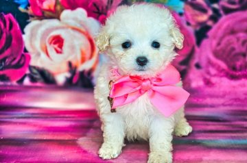 トイプードル(ティーカップ)【愛知県・女の子・2021年2月6日・ホワイト】の写真「ティーカップ予想で良血統」