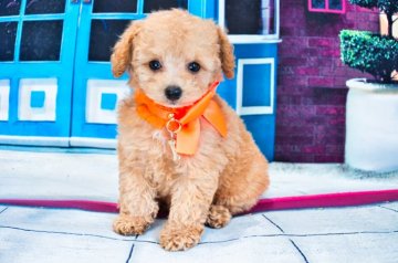 トイプードル(タイニー)【愛知県・男の子・2021年6月6日・アプリコット】の写真「超良血統！パパはアメリカグランドチャンピオン」