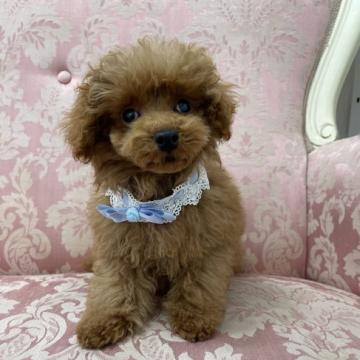 トイプードル(タイニー)【愛知県・男の子・2022年6月23日・レッド】の写真「父犬は宇野トロちゃんの父(1.5kg)」