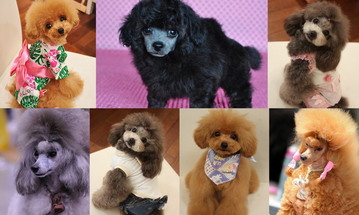 当犬舎の仲間たち｜小松崎　ゆかり(こまつざき　ゆかり)ブリーダー(愛知県・トイプードルなど・JKC登録)の紹介写真2