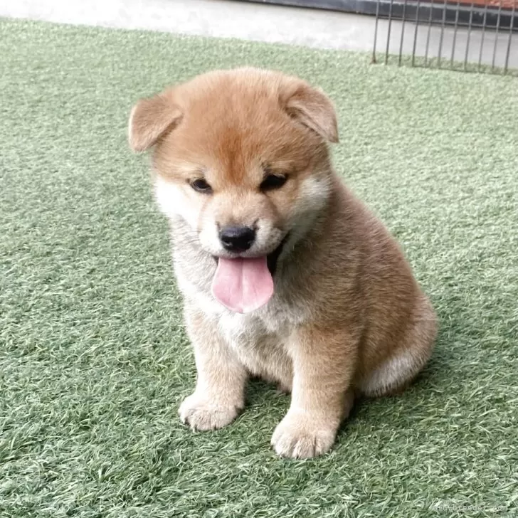 K 様のお迎えした子犬