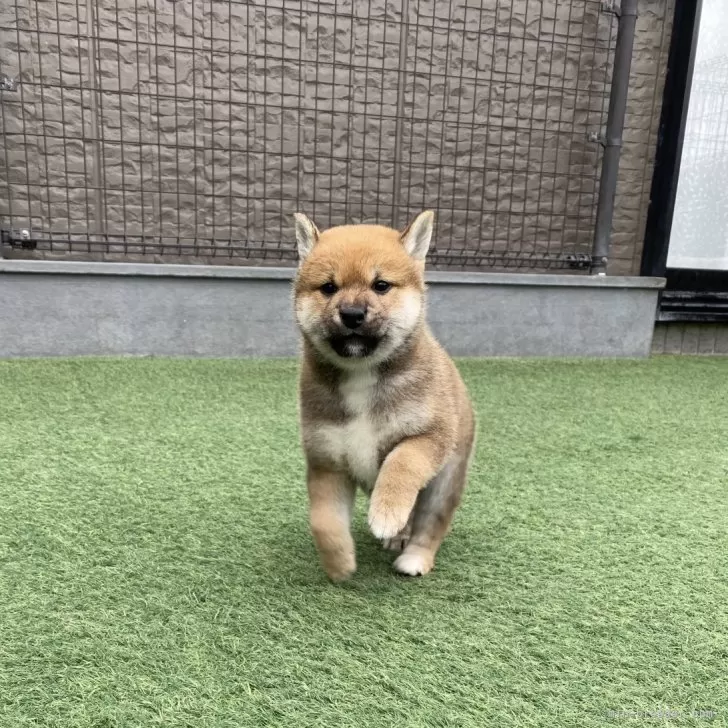 Y.H 様のお迎えした子犬