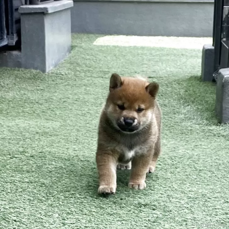M.M 様のお迎えした子犬