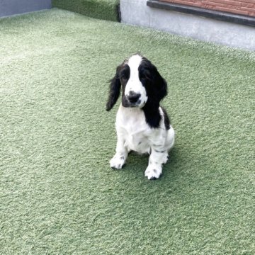 イングリッシュコッカースパニエル【愛知県・女の子・2025年9月20日・ブラック&ホワイト】の写真「可愛い女の子です。」