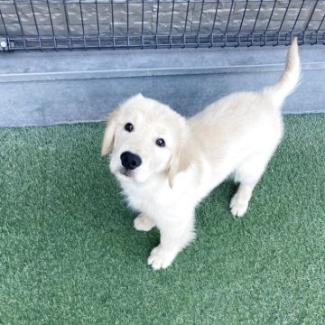 ゴールデンレトリバー【愛知県・男の子・2025年8月10日・ゴールド】の写真「両親チャンピオン犬のかわいい男の子です。」