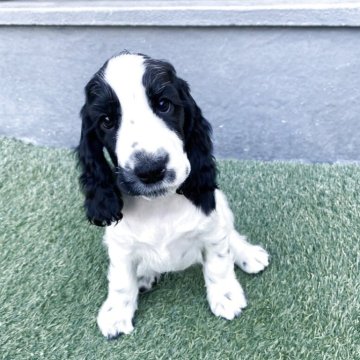 イングリッシュコッカースパニエル【愛知県・女の子・2025年9月20日・ブラック&ホワイト】の写真「可愛い女の子です。」