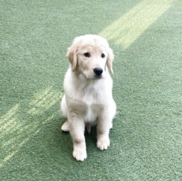 ゴールデンレトリバー【愛知県・男の子・2025年8月10日・ゴールド】の写真「両親チャンピオン犬のかわいい男の子です。」