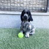 イングリッシュコッカースパニエル