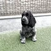 イングリッシュコッカースパニエル