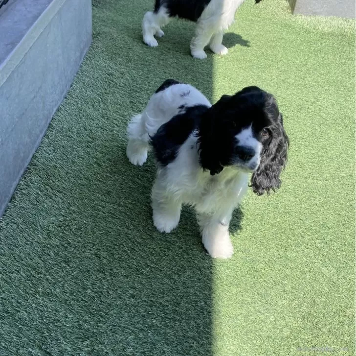 R.U 様のお迎えした子犬