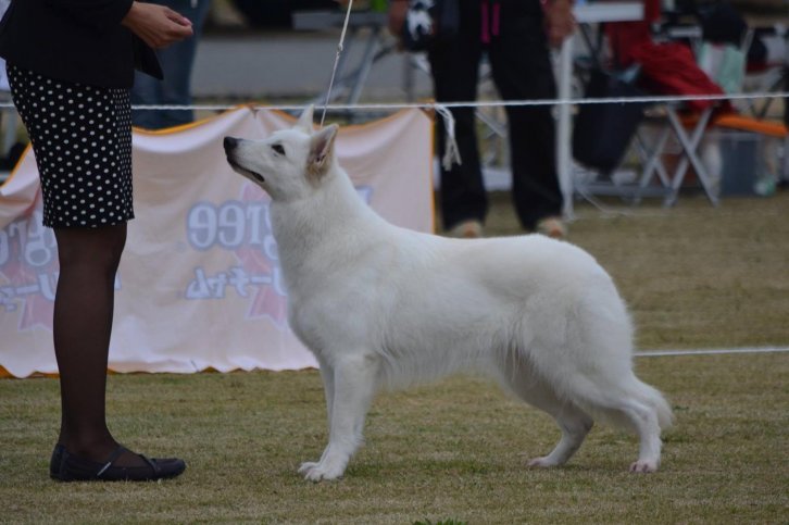 母犬カチャ。ロシアCH、アジアCH、JKCCH。｜橋本　浩二(はしもと　こうじ)ブリーダー(東京都・バーニーズ・マウンテン・ドッグなど・JKC登録)の紹介写真2