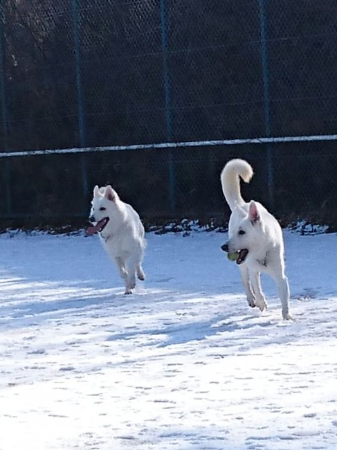 橋本　浩二(はしもと　こうじ)ブリーダー(東京都・バーニーズ・マウンテン・ドッグなど・JKC登録)の紹介写真3