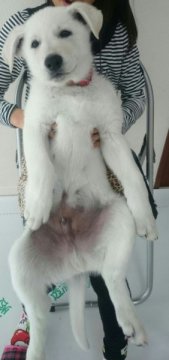 ホワイト・シェパード【東京都・男の子・2014年11月12日・白】の写真「この親にして、この仔あり。」