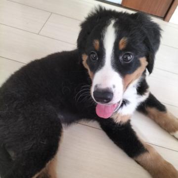 バーニーズ・マウンテン・ドッグ【東京都・男の子・2022年5月9日・ブラックラスト&ホワイト】の写真「少し細身のシャイボーイ」