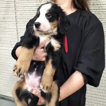 バーニーズ・マウンテン・ドッグ【東京都・女の子・2022年5月9日・ブラックラスト&ホワイト】の写真「可愛い女の仔」