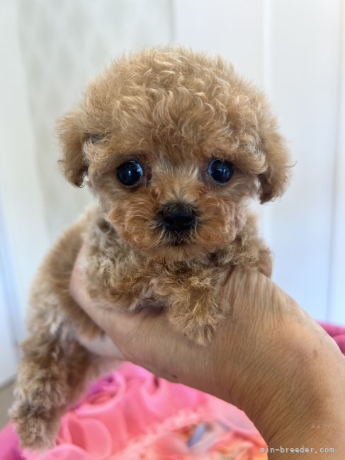 荒井　純子(あらい　じゅんこ)ブリーダー(群馬県・トイプードルなど・JKC登録)の紹介写真2