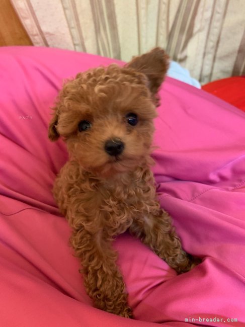 荒井　純子(あらい　じゅんこ)ブリーダー(群馬県・トイプードルなど・JKC登録)の紹介写真4