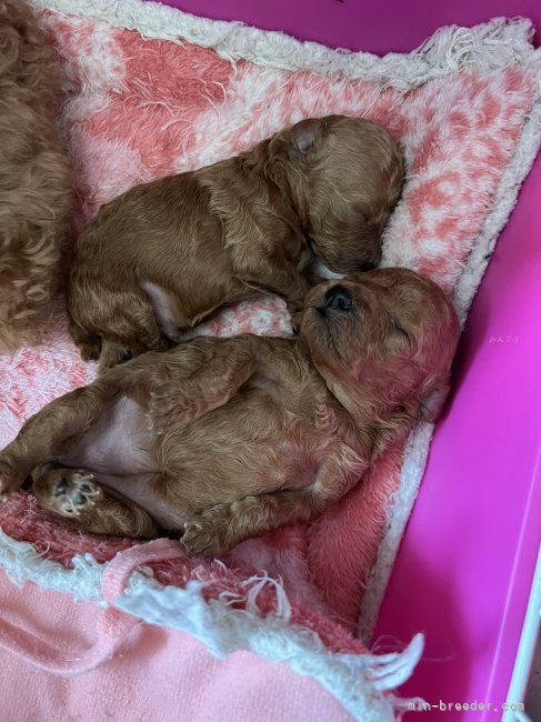 荒井　純子(あらい　じゅんこ)ブリーダー(群馬県・トイプードルなど・JKC登録)の紹介写真7