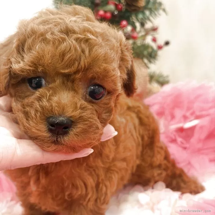 タイニープードル【群馬県・女の子・2025年10月26日・レッド】の写真1