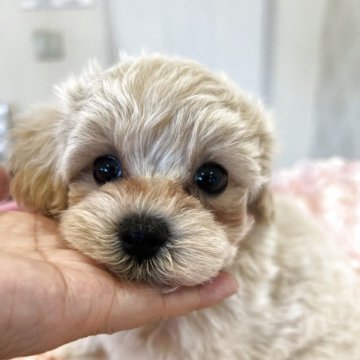 マルプー(トイプードル×マルチーズ)【群馬県・女の子・2025年5月31日・クリーム】の写真「おとなしい女の子」