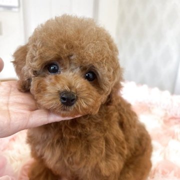 トイプードル(タイニー)【群馬県・男の子・2025年1月14日・レッド】の写真「ワクチン２回分込み価格」