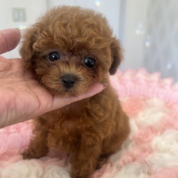 トイプードル(ティーカップ)【群馬県・女の子・2024年10月1日・レッド】の写真「激かわ❣️ちびっこ！おとなしくて良い子です！」