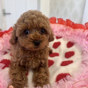 トイプードル(タイニー)【群馬県・男の子・2024年10月23日・レッド】の写真「おとなしくていい子です！」
