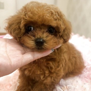 トイプードル(ティーカップ)【群馬県・女の子・2025年5月1日・レッド】の写真「可愛いすぎるお顔(^｡^)」