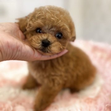 ミックス(トイプードル×ミックス)【群馬県・男の子・2025年5月31日・アプリコット】の写真「足短めの僕」