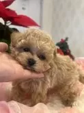 ミックス(トイプードル×ミックス)【群馬県・男の子・2024年10月25日・アプリコット系】の写真6