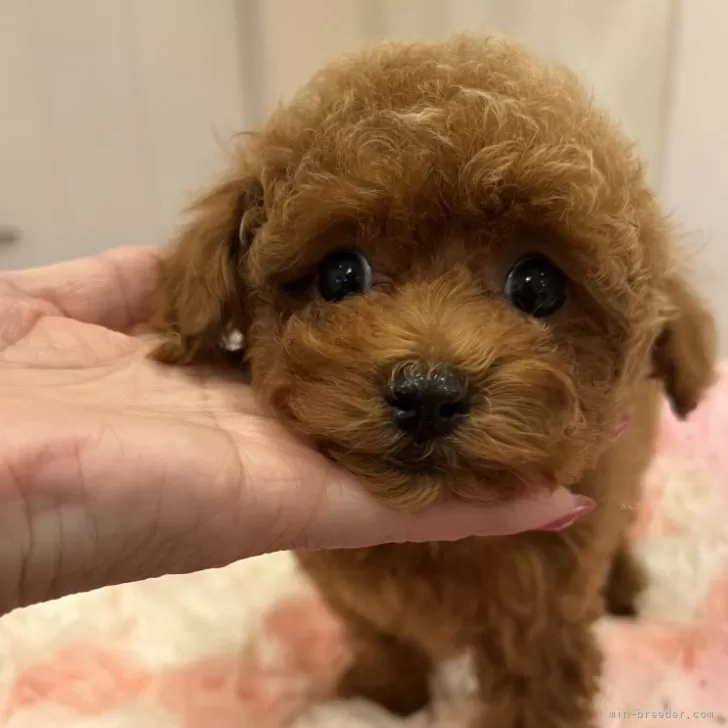 ID：2403-01566の子犬