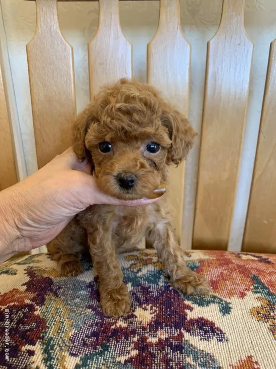 ID：1909-03094の子犬