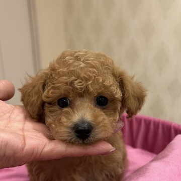 トイプードル(タイニー)【群馬県・男の子・2022年10月3日・アプリコット】の写真「ぱっちりお目めのボク」