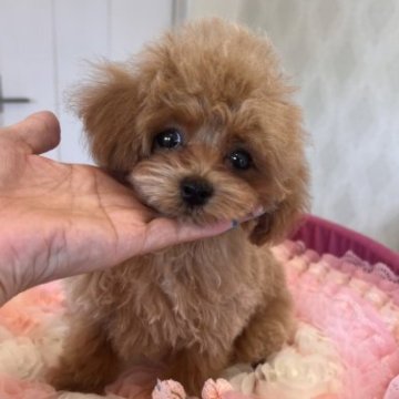トイプードル(ティーカップ)【群馬県・男の子・2023年5月17日・アプリコット】の写真「くりくりお目の男の子」