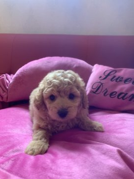 トイプードル(タイニー)【群馬県・男の子・2020年9月17日・クリーム】の写真「もふもふな男の子」