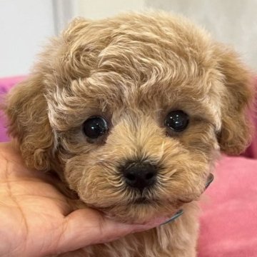 トイプードル(タイニー)【群馬県・男の子・2023年3月18日・アプリコット】の写真「アプリコットカラーの男の子」