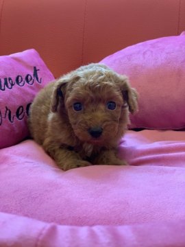 トイプードル(タイニー)【群馬県・男の子・2020年5月19日・レッド】の写真「おっとりおとなしめ男の子」