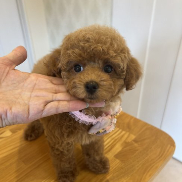 トイプードル(タイニー)【群馬県・女の子・2022年4月28日・レッド】の写真「まん丸お顔の女の子
シャンプーしてふわふわ」